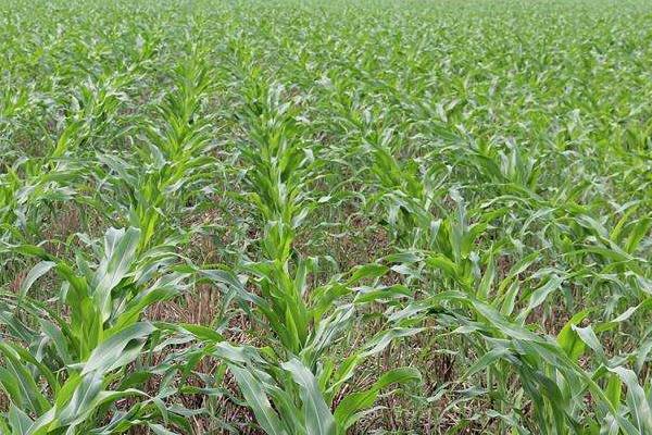 科香868玉米种子特征特性,一次性播种全苗