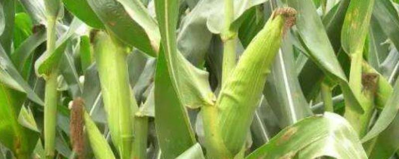 谷丰玉888玉米品种的特性，生育期春季平均123天