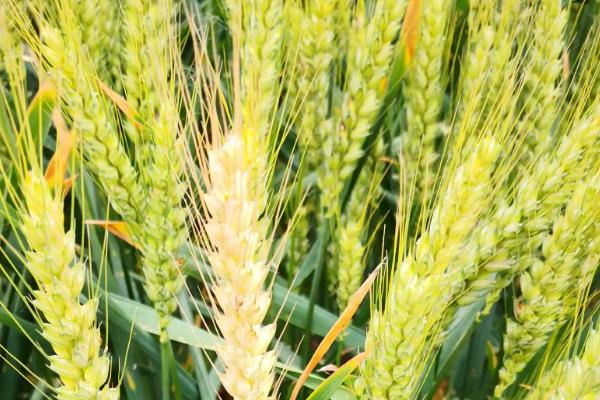 苏垦麦1416小麦种子简介，自然发病鉴定中抗赤霉病