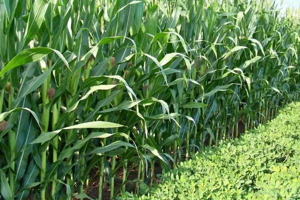 联农124玉米品种的特性，密度5500～6000株/亩