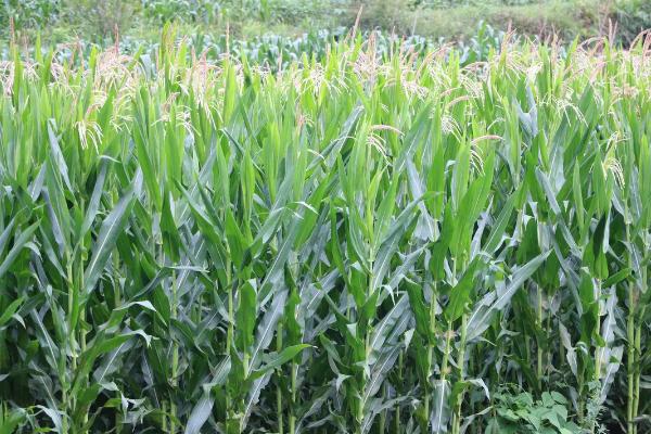 谷丰玉888玉米品种的特性，生育期春季平均123天