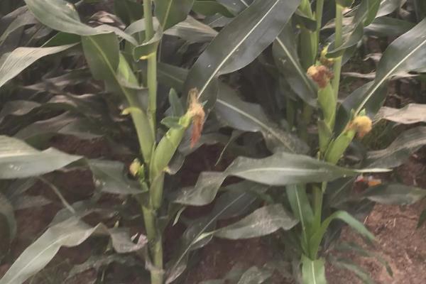 联农124玉米品种的特性，密度5500～6000株/亩