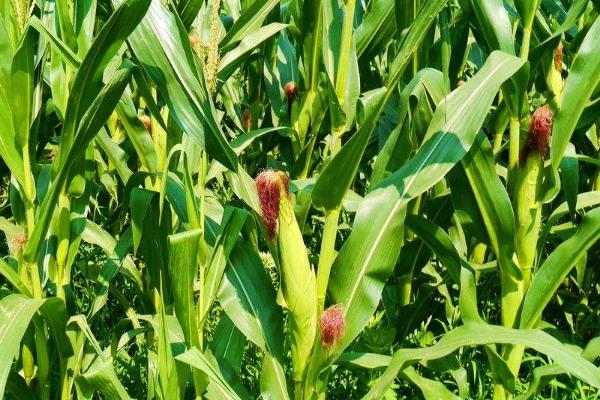 丰农18玉米品种简介，中抗（MR）大斑病