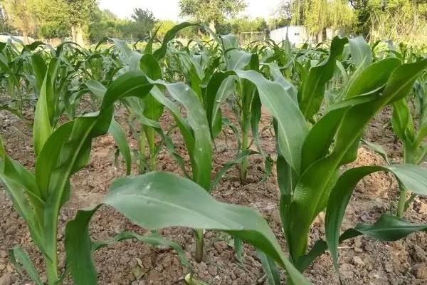 科香868玉米种子特征特性,一次性播种全苗