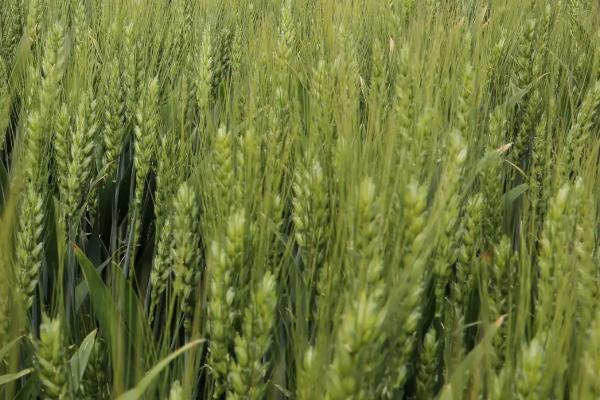 龙蒙麦9579小麦品种简介