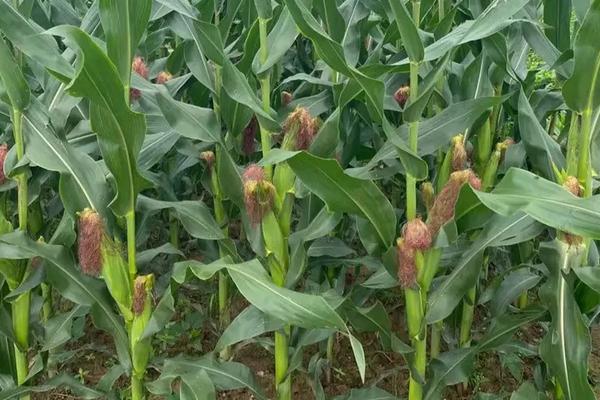 禾众玉555玉米品种简介，密度4500株/亩左右