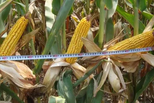 M2366玉米种子特征特性,密度4500~5500株/亩