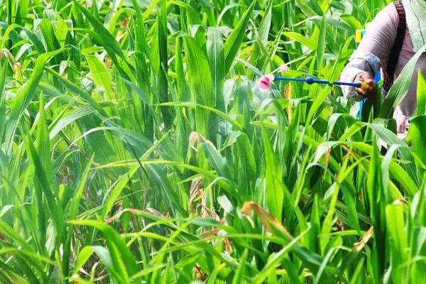 GD2278玉米品种的特性,密度4500株/亩左右