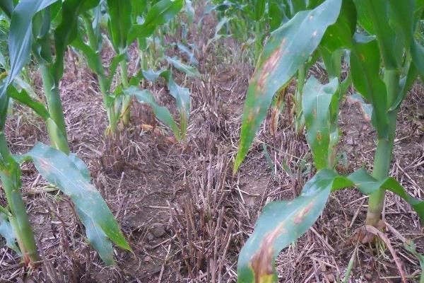 科河899玉米种子简介，适宜播种期4月下旬~5月上旬