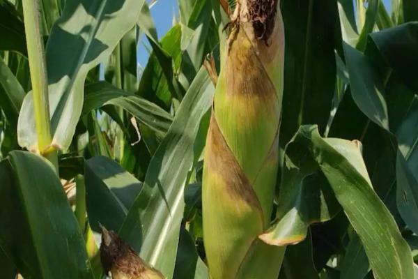 禾众玉2229玉米品种的特性,密度4500株/亩左右