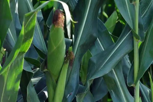 金象2371玉米种子特征特性，密度4500株/亩左右