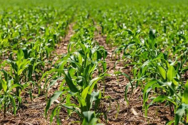 金象2371玉米种子特征特性，密度4500株/亩左右