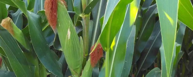 松研8268玉米品种简介，适宜密度5000株/亩左右