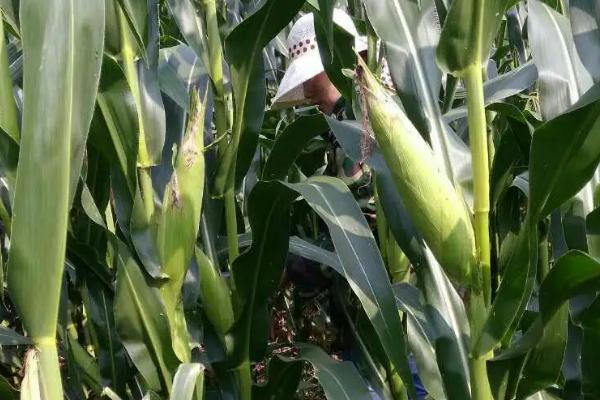 黑甜糯1号玉米种子介绍,密度3500株/亩左右