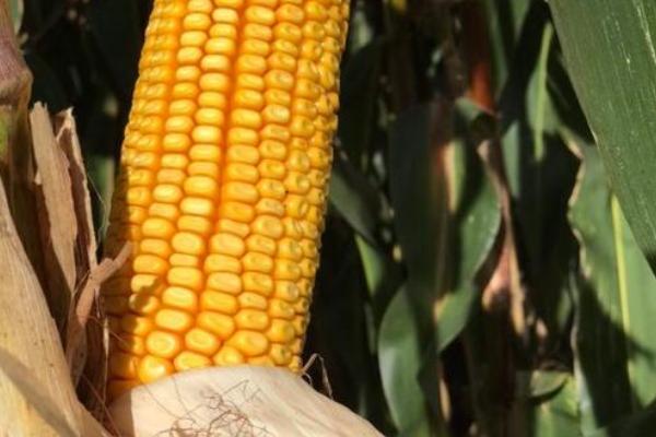 众鑫58玉米种子特征特性，密度4500株/亩左右