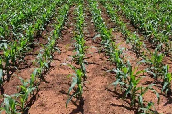 满世通313玉米种子特征特性，适宜播种期4月下旬～5月上旬