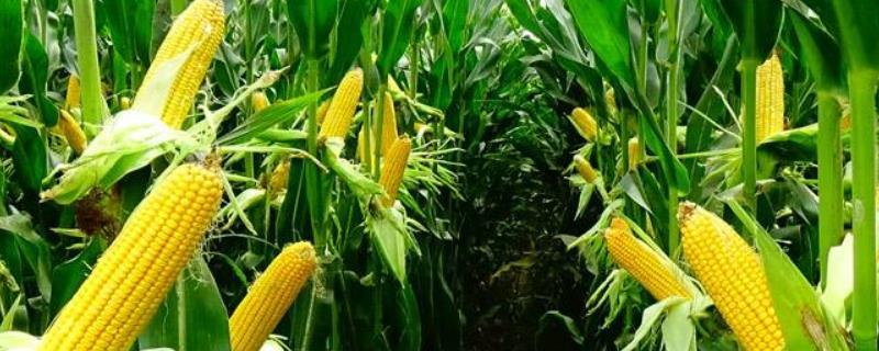 众鑫58玉米种子特征特性，密度4500株/亩左右