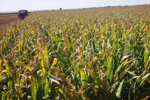 景琪4009玉米品种简介，适宜播种期4月下旬~5月上旬