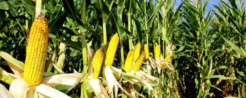 A100玉米种子特点，出苗至成熟133.3天