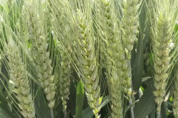 龙蒙麦9579小麦品种简介