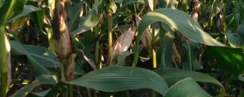 先玉1710玉米种子介绍，注意防治丝黑穗病