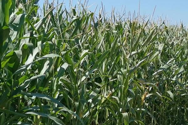 双萃302玉米种子特征特性，属鲜食甜玉米品种