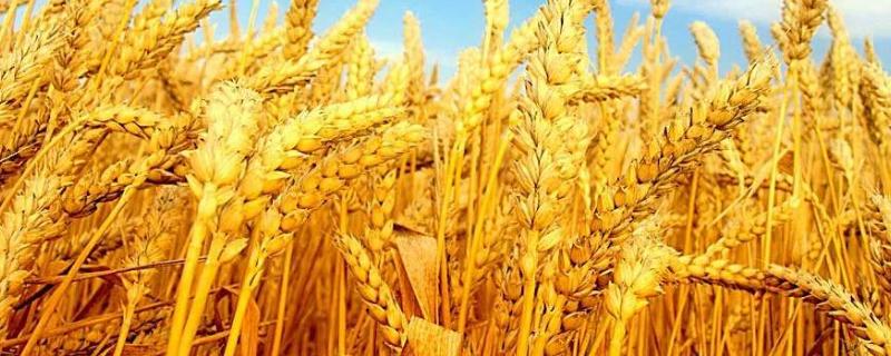 蒙紫麦3号小麦种子简介，生育期92-97天