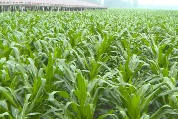 领丰8185玉米种子介绍，出苗至成熟114天