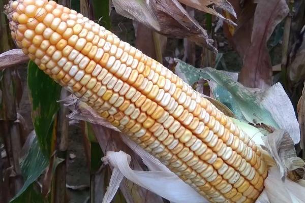 中航糯802玉米种子特征特性，属鲜食甜加糯玉米品种