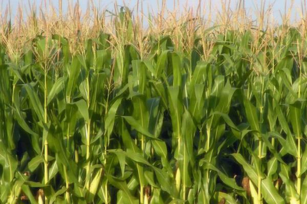 先玉1710玉米种子介绍，注意防治丝黑穗病