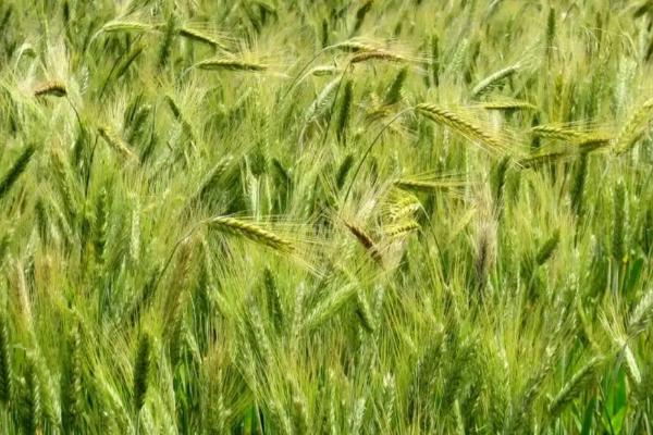 并麦6号小麦品种简介,与对照品种长6878熟期相当