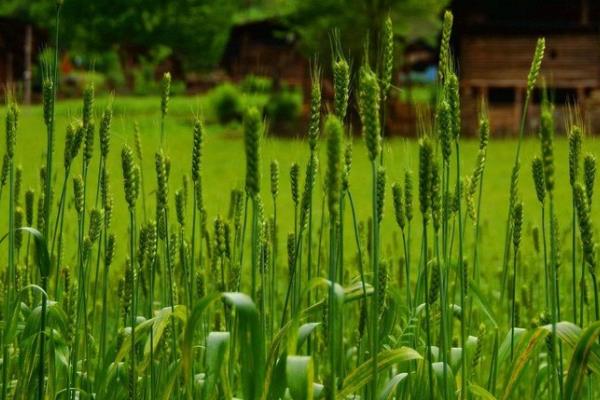 并麦6号小麦品种简介,与对照品种长6878熟期相当