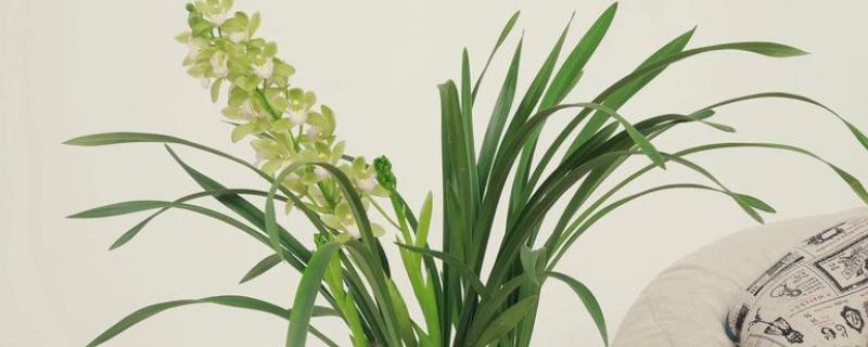 香兰花如何养殖，生长期间每隔7-10天追肥一次
