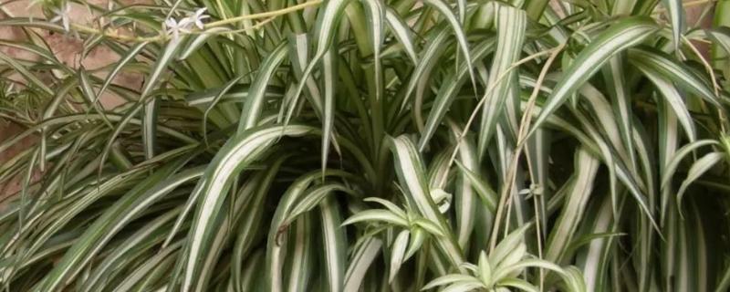 吊兰怎么繁殖，可以根茎繁殖也可扦插繁殖