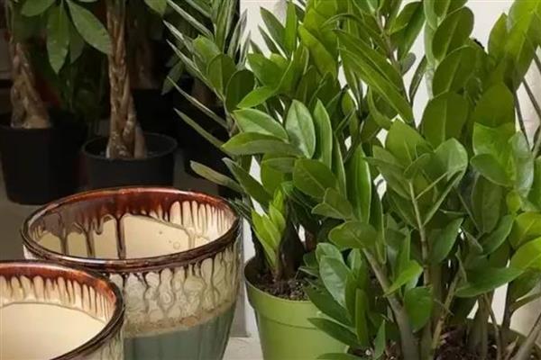 摇钱树的修剪方法，将顶端新生的小芽掐除可促进侧芽生长