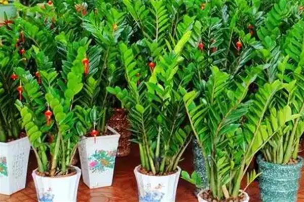 摇钱树的修剪方法，将顶端新生的小芽掐除可促进侧芽生长