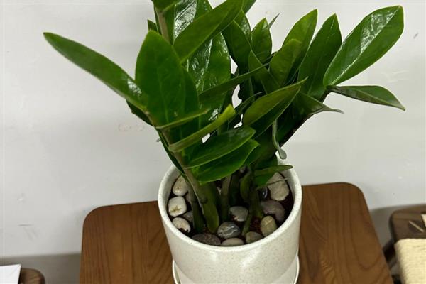 摇钱树的修剪方法，将顶端新生的小芽掐除可促进侧芽生长