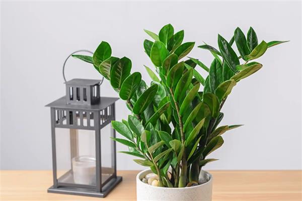 摇钱树的修剪方法，将顶端新生的小芽掐除可促进侧芽生长