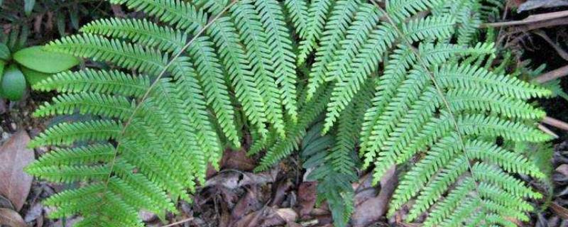 里白是不是蕨类植物，属于蕨类株高能达到1.5米左右
