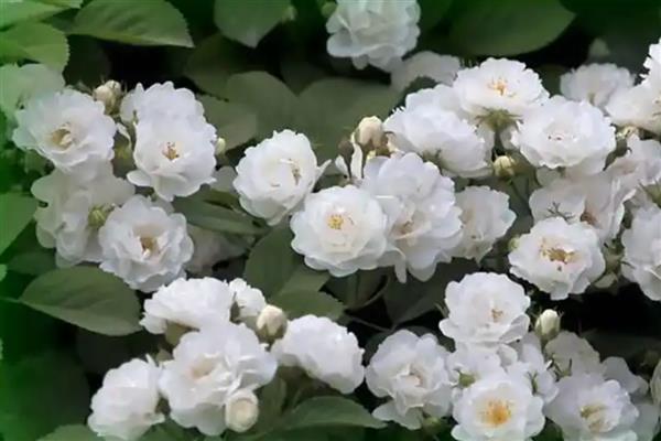 白蔷薇有什么花语，具有纯洁的爱情等含义