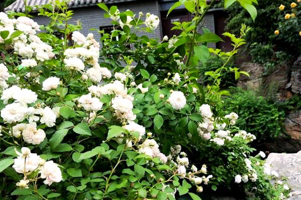 白蔷薇有什么花语，具有纯洁的爱情等含义