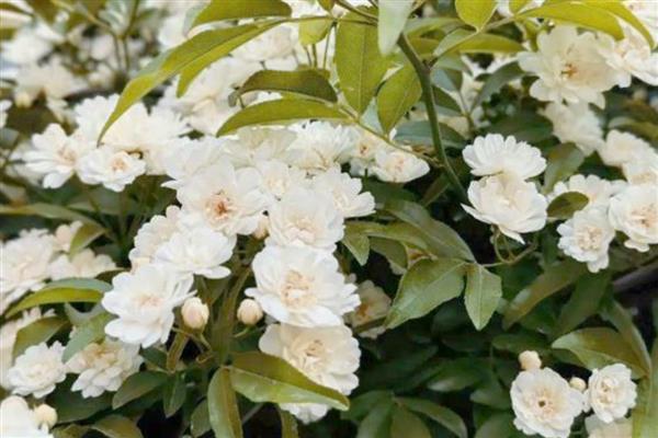 白蔷薇有什么花语，具有纯洁的爱情等含义