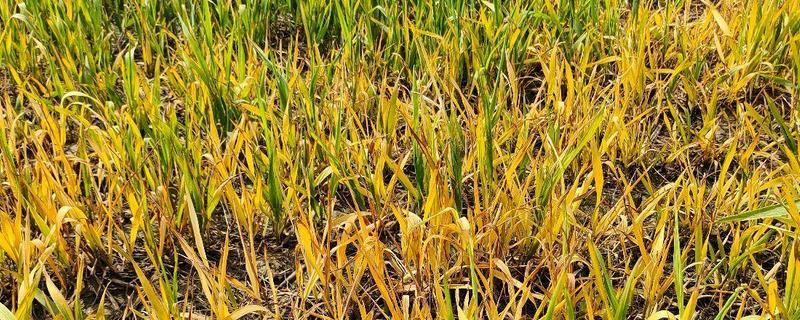 小麦叶子发黄的原因是什么，可能是底肥氮肥少所致