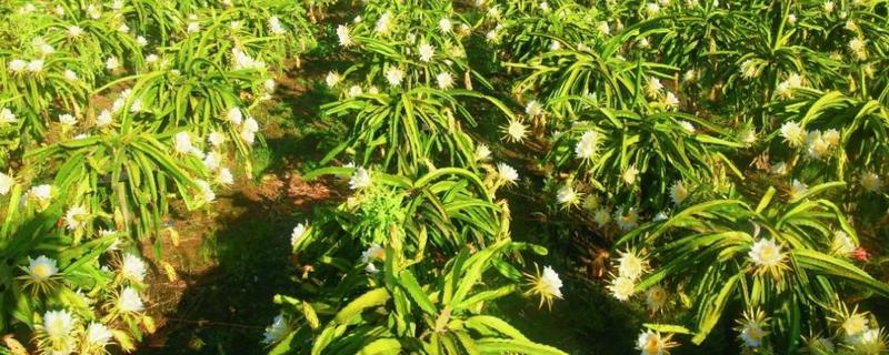 火龙果如何在北方大棚种植，适宜生长的温度为20℃-35℃