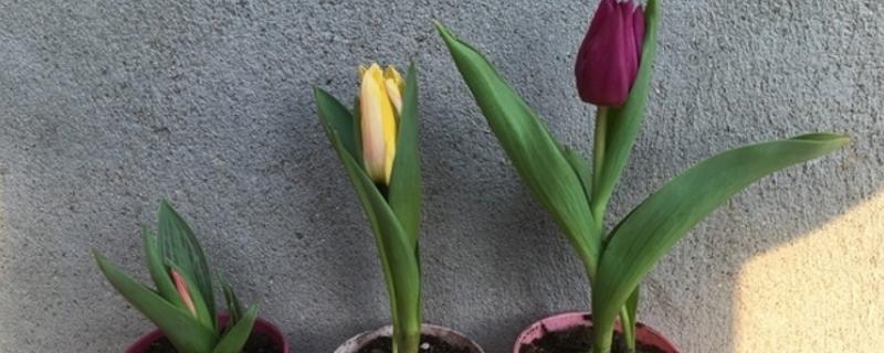 郁金香的品种，有夜皇后、荷兰小姐等