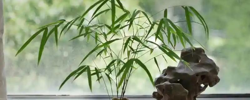 绿竹的养殖方法，浇水时每次都要浇透