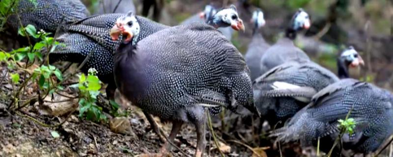 珍珠鸡下蛋所需时间，达到7-8月龄开始产蛋