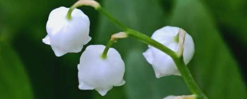 风铃草的花朵与什么相似，看起来就像铃铛