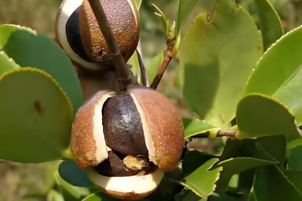 油茶冻害如何防治，首先选用耐冻当地品种