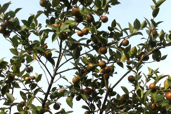 油茶冻害如何防治，首先选用耐冻当地品种